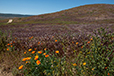 CA Superbloom 2